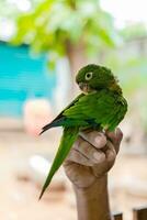 mano Tenere un' piccolo parrocchetto. melopsittacus ondulato o anche conosciuto come il Comune verde parrocchetto, in posa. foto