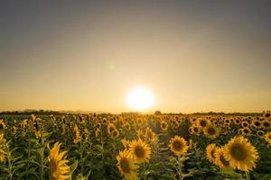 tramonto serale nel giardino dei girasoli foto