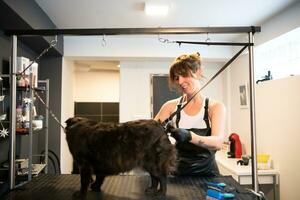 animale domestico parrucchiere donna taglio pelliccia di carino nero cane foto