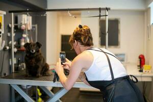 animale domestico parrucchiere donna assunzione immagini di carino nero cane foto