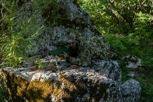 esercito soldato Tenere cecchino fucile con scopo e mirando nel foresta. guerra, esercito, tecnologia e persone concetto foto