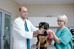 veterinario e assistente in una piccola clinica per animali foto