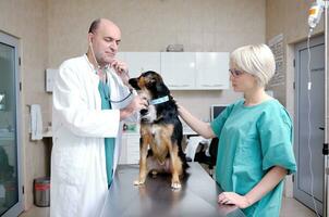 veterinario e assistente in una piccola clinica per animali foto