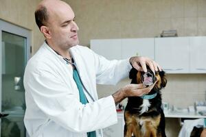 veterinario e assistente in una piccola clinica per animali foto