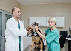 veterinario e assistente in una piccola clinica per animali foto