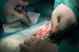 un team di chirurghi e veterinari che esegue un'operazione di castrazione o sterilizzazione su un gatto in un ospedale per animali. foto