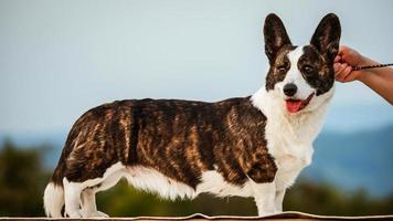 cane corgi marrone foto