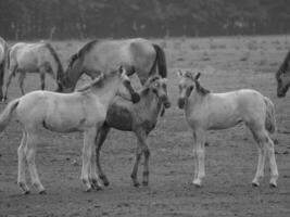 cavalli selvaggi in Westfalia foto