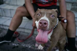 avvicinamento, un' Marrone pitbull cane quello il suo proprietario è giocando con nel il città. foto