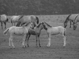 cavalli selvaggi in Westfalia foto