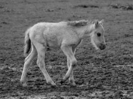 cavalli selvaggi in Westfalia foto