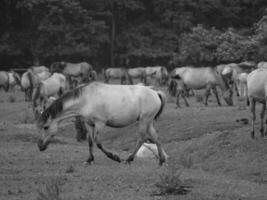 cavalli su un' Tedesco campo foto