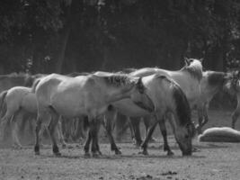 cavalli selvaggi in Westfalia foto