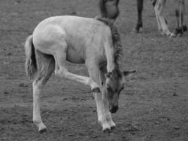 selvaggio cavalli nel il Tedesco westfalia foto