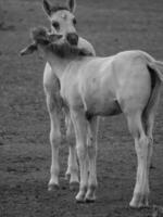 cavalli su un' Tedesco campo foto