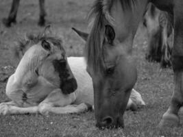 cavalli su un' Tedesco campo foto