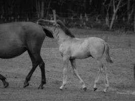 selvaggio cavalli nel il Tedesco westfalia foto