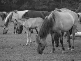 cavalli su un' Tedesco campo foto