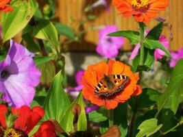 farfalla si siede su brillantemente colorato fiori foto