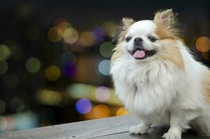 carino sorridente bianca chihuahua viso seduta su colorato bokeh astratto sfondo. foto