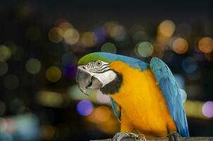 ritratto di un' blu giallo ara pappagallo su a notte città colorato bokeh sfondo. foto