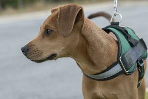 formazione giovane cane da caccia cucciolo su per un' camminare foto