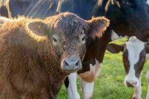 avvicinamento di un' giovane lungo capelli Holstein mucca foto