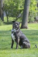 contento ratto terrier mescolare indossare un' cravatta a farfalla collare al di fuori foto