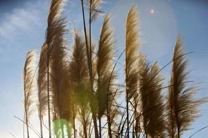 bella pianta canne flora in natura vista all'aperto foto