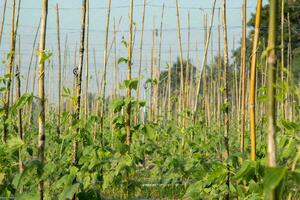 cetrioli biologici-naturali- coltivati nell'erba nei giardini degli agricoltori nella Thailandia rurale dove vengono coltivati per la vendita nel mercato degli ortaggi freschi per il consumo. foto