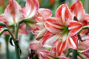 fiori e foglie colorati flora romantica dal vivo foto