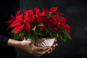 Natale poinsettia fiori decorazione nel il mani di giovane donna su buio sfondo. festivo bandiera composizione. ai generativo foto