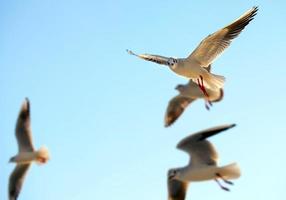 animale uccello gabbiano che vola sul cielo foto