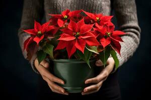 Natale poinsettia fiori decorazione nel il mani di giovane donna su buio sfondo. festivo bandiera composizione. foto