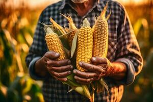 vicino su di contadino maschio mani Tenere Mais nel il pannocchia. biologico cibo, raccolta e agricoltura concetto. generato ai. foto