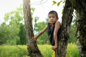 ragazzo arrampicata un' albero e guardare a telecamera sensazione felice, asiatico giovane ragazzo con albero, bambino abbracciare albero, concetto formazione scolastica e ambiente, amore mondo e naturale, naturale e cielo tramonto sfondo. foto