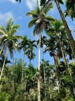 bellissimo Noce di cocco alberi sotto blu cielo foto