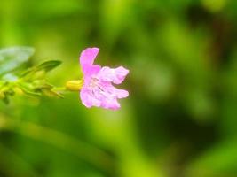 colpo di messa a fuoco selettiva di polmonaria rosa foto