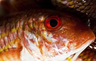 pesce crudo di mare fresco sul mercato foto