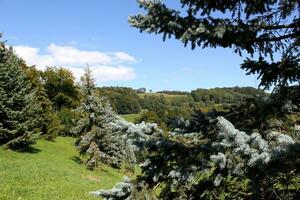 paesaggio con abete alberi foto