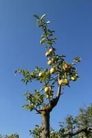 ramo di un Mela albero foto