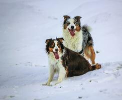 australiano pastore cani su il neve foto