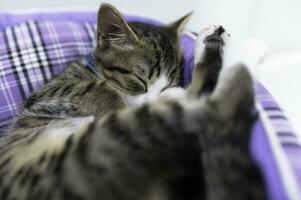 carino gattino dormire, animale domestico amore concetto foto