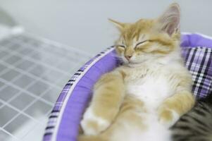 carino gattino dormire, animale domestico amore concetto foto