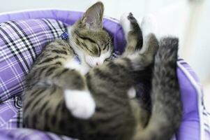 carino gattino dormire, animale domestico amore concetto foto