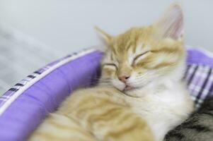 carino gattino dormire, animale domestico amore concetto foto