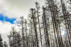 alberi nelle montagne Brocken, Harz, Germania in inverno foto