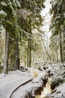 alberi nelle montagne Brocken, Harz, Germania in inverno