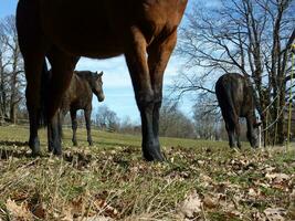 cavallo gambe nel un' prato foto