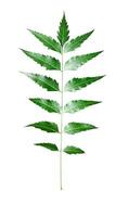 un' medico foglia verde neem le foglie su un' bianca sfondo foto